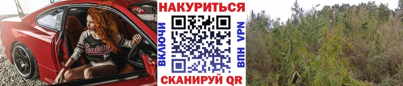 Купить где  Белоозёрский  МАРИХУАНА семена 
